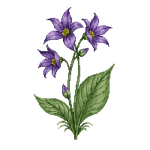 Illustration of Sweet Betsy