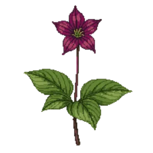 Illustration of Red Trillium