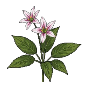 Illustration of Western Trillium