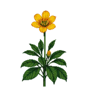 Illustration of Globeflower