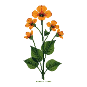 Illustration of Nasturtium