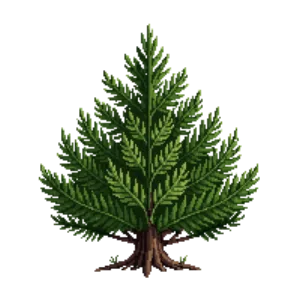 Illustration of Dwarf Canadian hemlock
