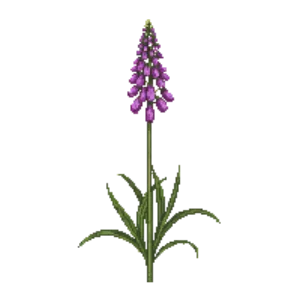 Illustration of Society Garlic