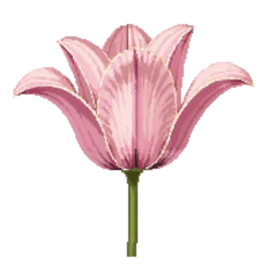 Illustration of Tulip 'Angelique'