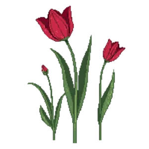 Illustration of Tulip 'Apeldoorn'