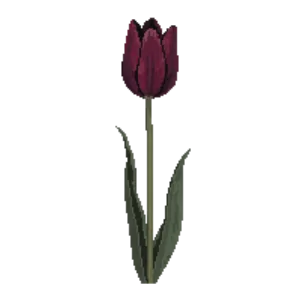 Illustration of Tulip 'Queen of Night'