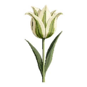 Illustration of Tulip 'Spring Green'