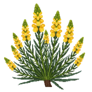 Illustration of Gorse