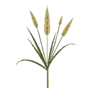Illustration of Sea Oats
