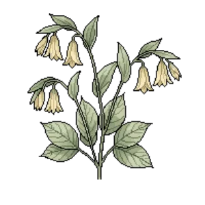 Illustration of Sessileleaf Bellwort