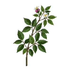 Illustration of Lowbush Blueberry