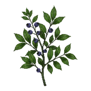 Illustration of Blueberry