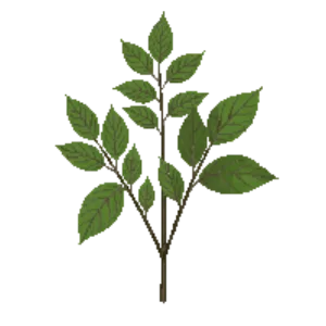 Illustration of Evergreen Huckleberry