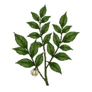 Illustration of Lingonberry