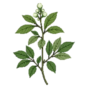 Illustration of Redwood Ivy
