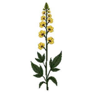 Illustration of Dark mullein