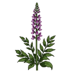 Illustration of Purple mullein 'Violetta'