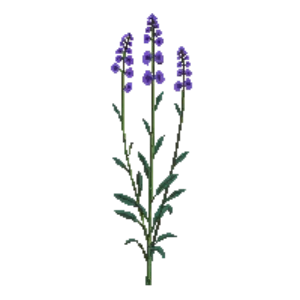 Illustration of Tall Verbena