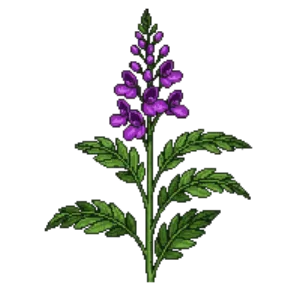 Illustration of Verbena 'Homestead Purple'