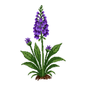 Illustration of Cedros Island Verbena
