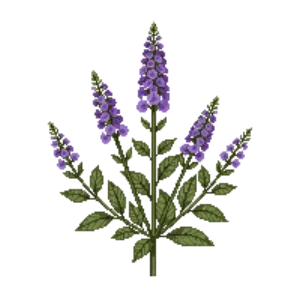 Illustration of Hoary Vervain
