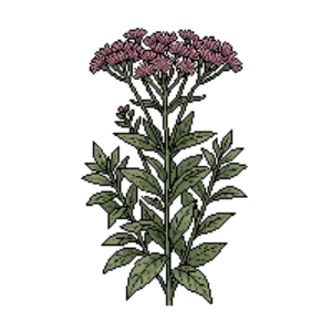 Illustration of Giant Ironweed