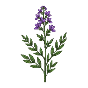Illustration of New York Ironweed