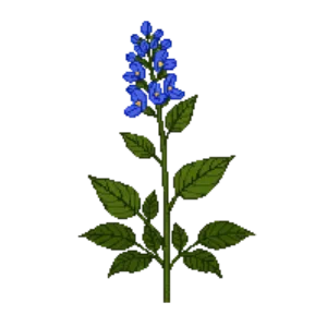 Illustration of Germander speedwell