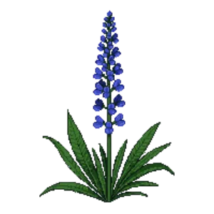 Illustration of Speedwell