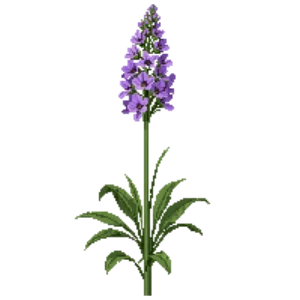 Illustration of Culver's Root 'Fascination'