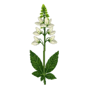 Illustration of Culver's Root