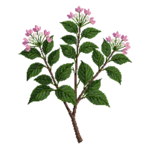 Illustration of Korean Spice Viburnum
