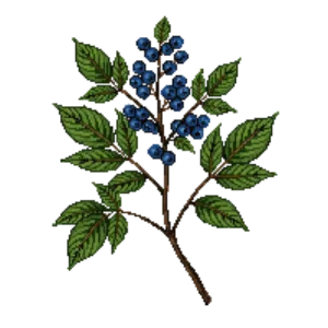 Illustration of David Viburnum