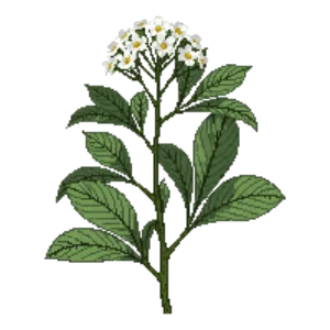 Illustration of Arrowwood Viburnum 'Blue Muffin'