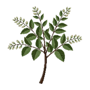 Illustration of Possumhaw Viburnum 'Winterthur'