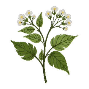 Illustration of Walter's Viburnum