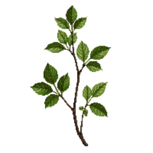 Illustration of Dwarf guelder rose