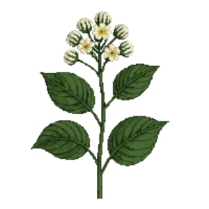 Illustration of Guelder Rose