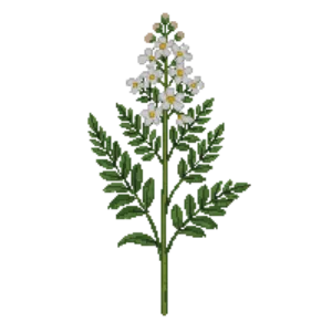 Illustration of Japanese snowball 'Mariesii'