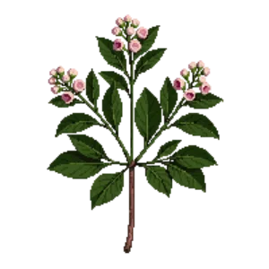 Illustration of Viburnum tinus 'Eve Price'