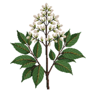 Illustration of American Cranberrybush 'Redwing'