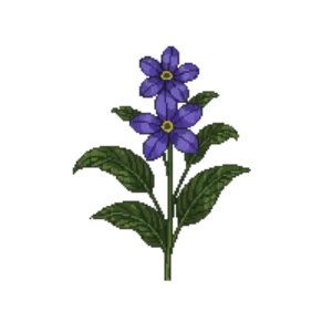 Illustration of Lesser Periwinkle 'Atropurpurea'