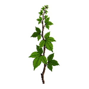 Illustration of California Grape 'Roger's Red'