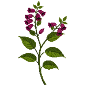 Illustration of Weigela 'Bristol Ruby'