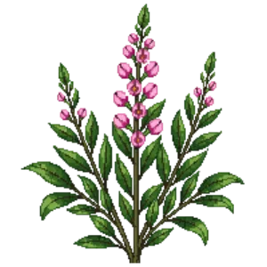 Illustration of Weigela 'Sonic Bloom Pink'