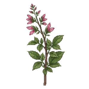 Illustration of Weigela 'Spilled Wine'