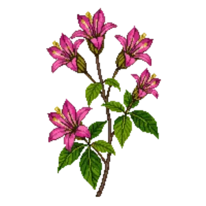 Illustration of Variegated Weigela