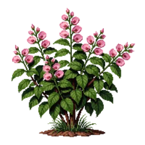 Illustration of Weigela 'Wine and Roses'
