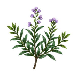 Illustration of Coast Rosemary
