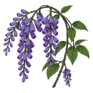 Illustration of American Wisteria 'Amethyst Falls'